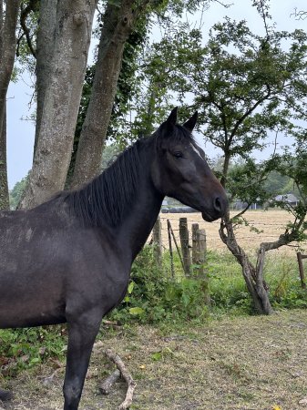 Photo for ad 186366