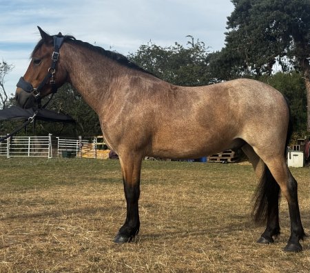 Photo for ad 190006