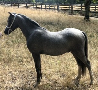 Photo for ad 190265