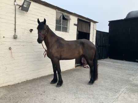 Photo for ad 190361