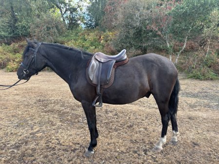 Photo for ad 190487