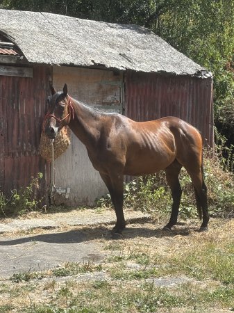 Photo for ad 190538