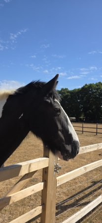 Photo for ad 190643