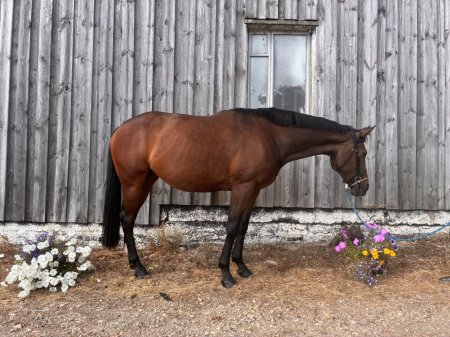 Photo for ad 190673
